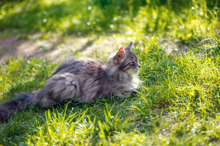 西伯利亚猫在草地上放松户外