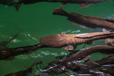大口鲶鱼天然池塘中的野生鲶鱼照片