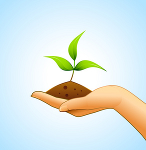 Small plant on womans hand