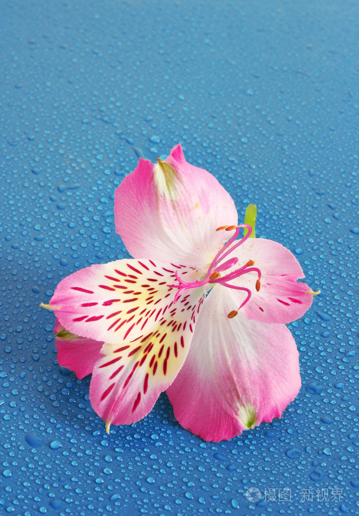 蓝色背景的粉红色花