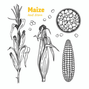 手绘玉米图片