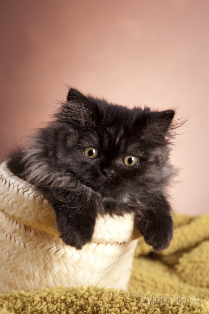 年轻的长毛英国猫