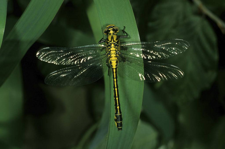 绿色达纳南瓜和秋叶一照片关于一dr一g向fly一次向一纸变色龙或蝘蜓座