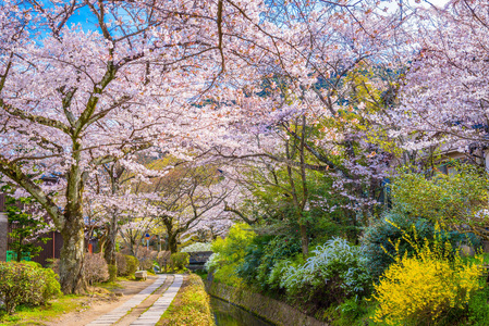 在春天，日本京都