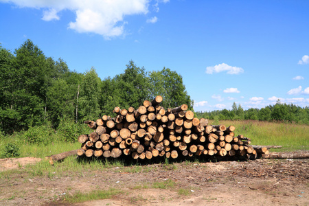 夏季景观切木合欢,合欢,合欢,合欢锯树堆的干木柴堆柴火堆的切碎的火