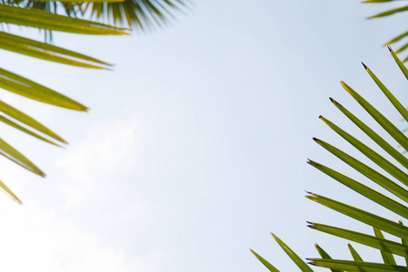 棕榈树蓝天的衬托，棕榈树在热带海岸，老式的调子和程式化，椰子树，夏天树，复古