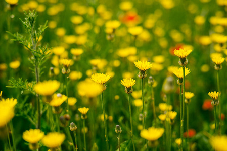 在一望无际的碧绿田野上生长着芬芳的黄色春天的花朵