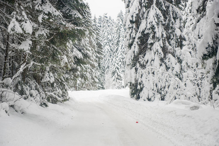 冷杉树冬季雪路槽林