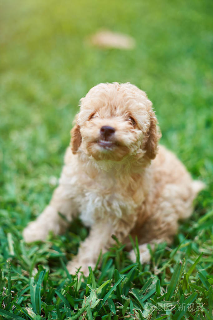 小卷毛狗的肖像