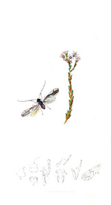 昆虫和植物的例证。英国昆虫学。18231840