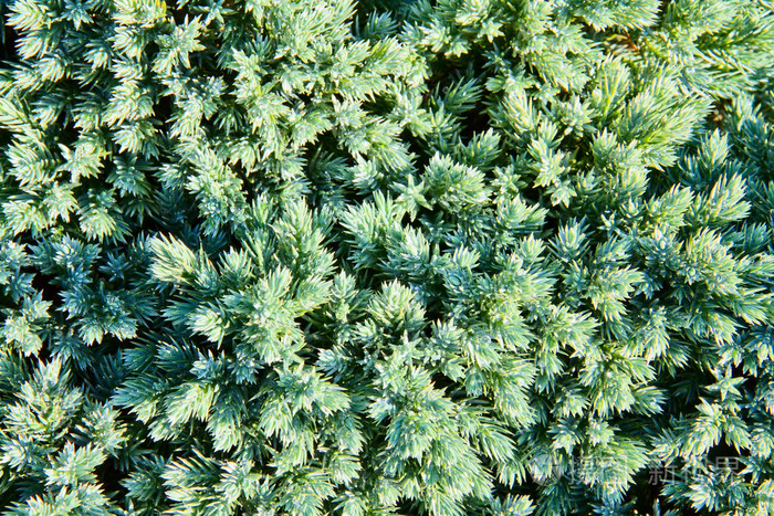 *3456px无水印下载免费10次/天下载小样发票合同问题/举报植物叶子