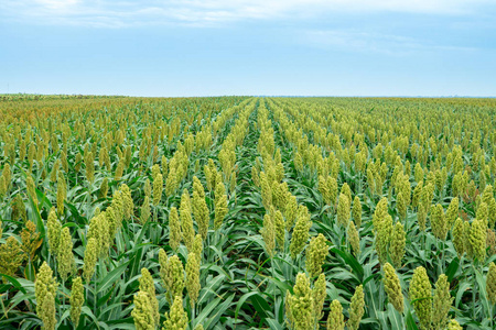 高粱玉米日光照射下高粱田的选择性软焦照片
