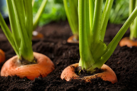 蔬菜床的年轻甜菜根和胡萝卜芽, 顶部的看法.