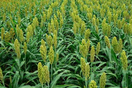 高粱的培养日光照射下高粱田的选择性软焦照片