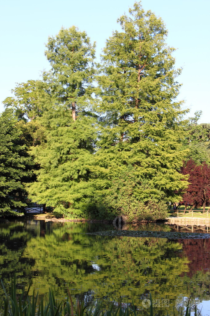一棵树在湖中照镜子
