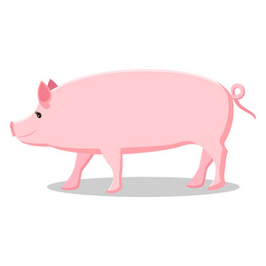 粉红色的猪与卷曲的尾巴孤立的插图