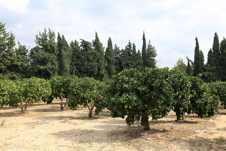 花园里的橘子图片