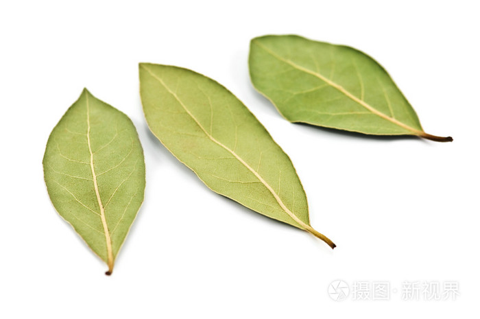 表示荣誉的 桂冠 光荣 体 美 比赛的 胜利 植 月桂树 月桂树叶照片 正版商用图片03afed 摄图新视界 表示荣誉的 桂冠 光荣 体 美 比赛的 胜利 植 月桂树 月桂树叶照片 正版商用图片03afed 摄图新视界
