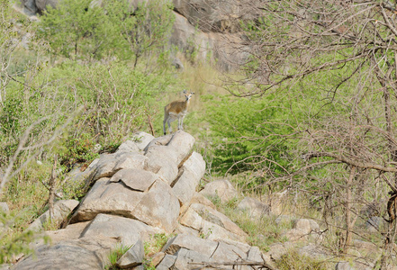 Klipspringer 学名 Oreotragus Oreotragus, 或 Mawe 中的 Mbuzi Swahel