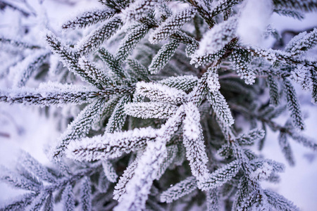 冬冰树自然装饰背景特写
