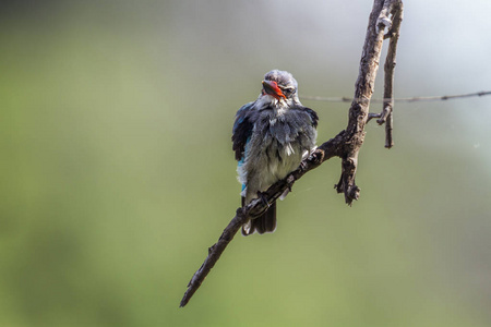 南非马蓬国家公园翠鸟