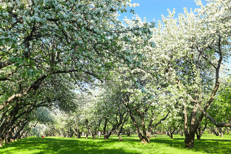 春天公园美丽盛开的苹果树