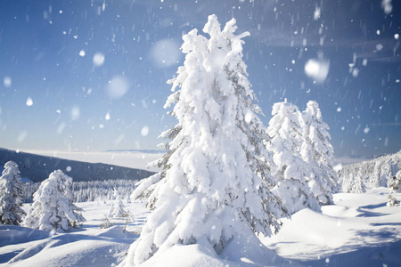 冬山霜雪的树木上帝