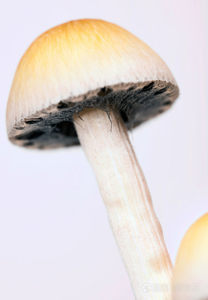 蘑菇( mushroom的名词复数 ) 如蘑菇般生长迅速的事物