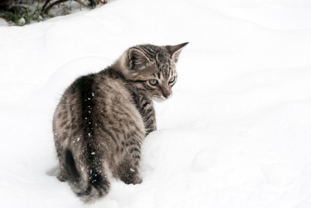 白雪公主