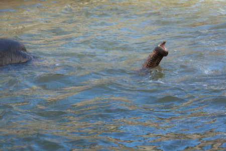 亚洲象 亚洲鲆 沐浴