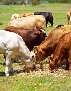 澳大利亚肉牛棕色和白色小牛