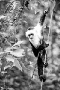 灵长类动物或挂在电缆在雨林的洪都拉斯在阳光灿烂的夏天一天绿色自然背景的猴子。野生动物与自然观