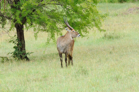 Malewaterbuck 科学名称 古 ellipsiprymnus, 或 库 在 Swaheli 图像拍摄的野生动