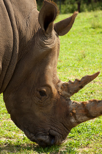 rhinoceros。