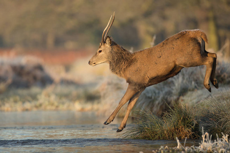 年轻的红鹿男子跳入一股水图片
