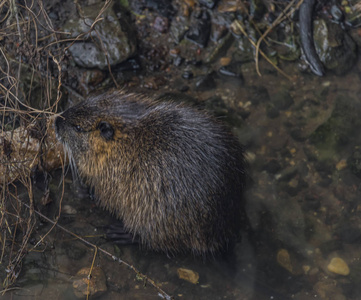 海狸鼠吃面包在冬天河