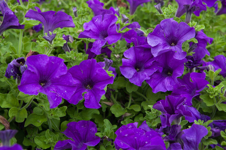尾随的牵牛花矮牵牛花.背景纹理.西班牙照片