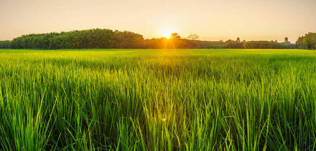 太阳照在稻谷田图片图片