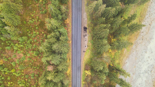 在山中间的道路鸟瞰, 松树生长