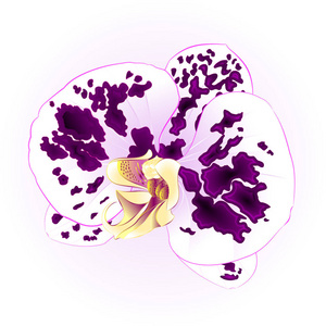 斑的兰朵美丽的花特写孤立复古矢量图可编辑
