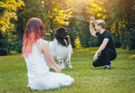 黑白相间的纽芬兰狗在绿色公园与年轻的高加索情侣玩耍