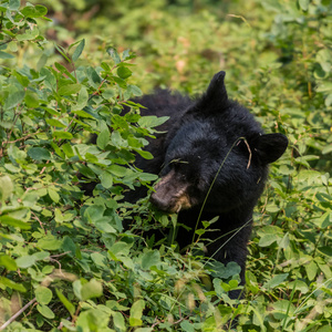 黑熊在夏天吃植物