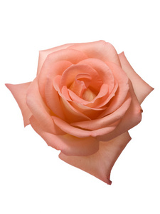 杏子粉红色的情人节玫瑰