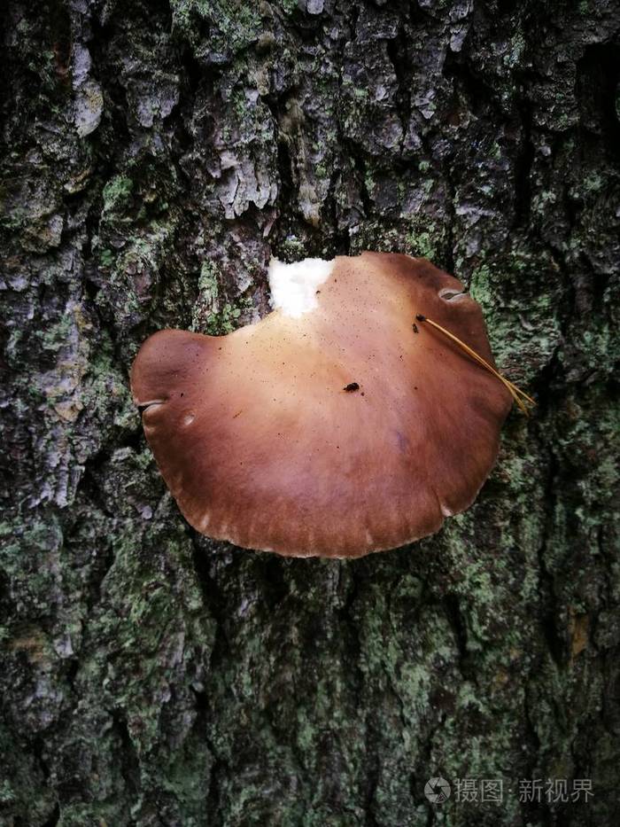 湿云杉树树皮蘑菇