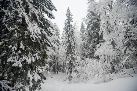 高山冬天雪森林