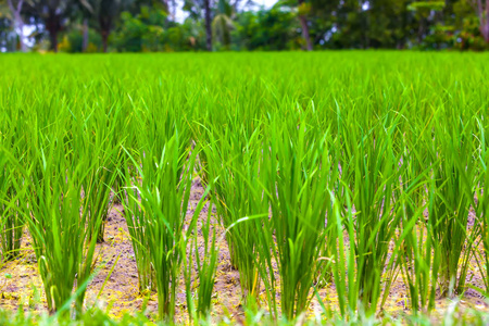 在巴厘岛，巴厘岛，印度尼西亚的稻田