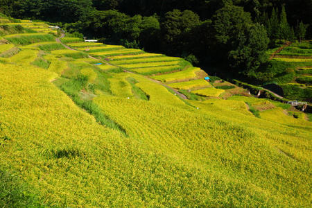 阶地稻田