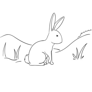 草地兔子