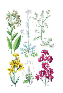 植物的例证。Pflanzen阿特拉斯 nach dem Linne 的 schen 系统1881