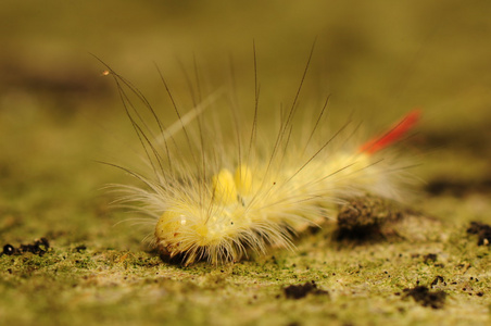 拉塞尔达蛾图片